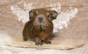 guinea pig with smooth hair in the fog