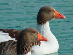 two geese with orange beaks in the pond