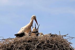 Stork in the Nest with chicks