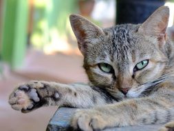 kitten lies the garden in India