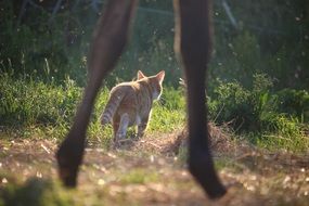 Cat on a field
