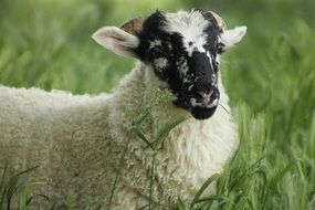 Black and white sheep in the grass