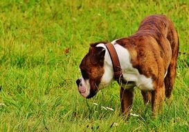 boxer dog walking on the green meadow