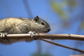 charming small Squirrel