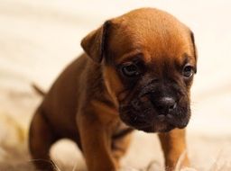 Cute Brown Puppy Dog with big head