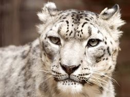 head of snow leopard