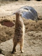 pooping meerkat standing