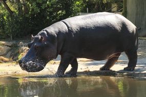 African hippo on the shore of an African pond