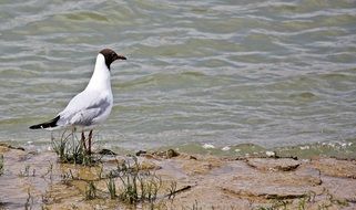 Seagull with black head stands at water