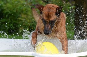 Dog in Pool Swimming
