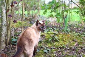 domestic Siamese cat outdoors