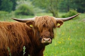 Beef Horns