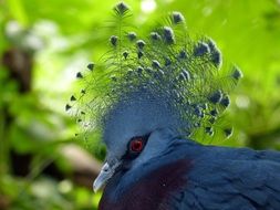 photo of the blue crown pigeon