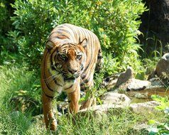 Sumatran Tiger in wildlife