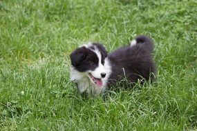 cute black white puppy in the grass