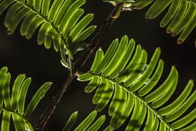 Green pine-needle