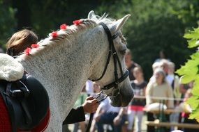 horse with a mane