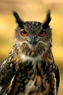 portrait of a looking eurasian eagle owl