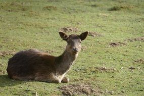 roe deer on a green meadow