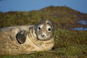 seal rests on beach close up