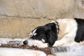 black-white sleeping dog close up