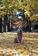 Golden Retriever in autumn