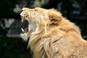 yawning lion