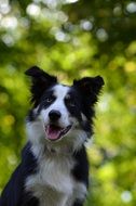 black and white Border Collie outdoor