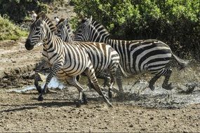 action scene of wild Zebra Running in Savannah