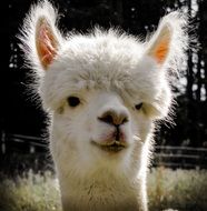 portrait of a white alpaca