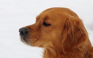 Pets Head Labrador