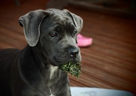 cute puppy with grass in his teeth