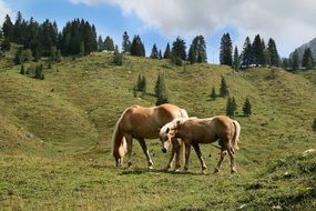 horse grazing on the meadow