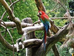 colorful parrot on a dry tree