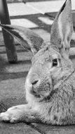 Black and white photo of rabbit