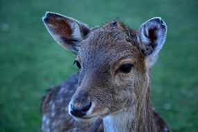 head of young doe close up