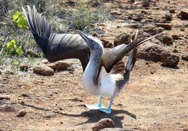 Bird Blue Footed Booby in the nature of ecuador