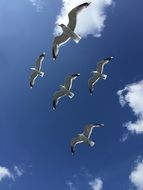 finland Seagulls Flying in blue sky view