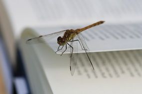dragonfly on book pages
