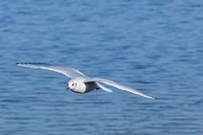 white seagull in the wildlife