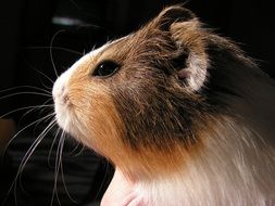 guinea pig head on a black background