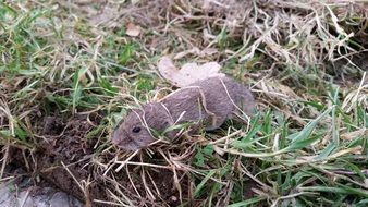 vole in the dry and green grass