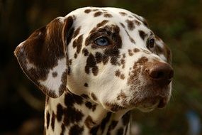 portrait of a Dolmatian with brown spots