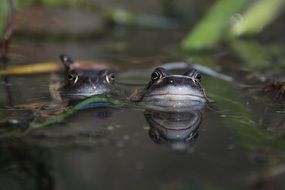 two frogs swim in the pond