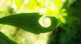 round hole in a green leaf