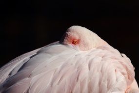 Beautiful flamingo bird