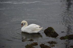 white Swan in dark water