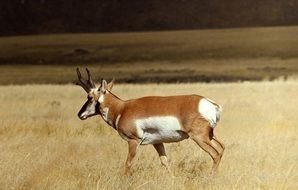Pronghorn on a field with dry grass