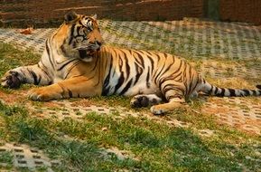 relaxed tiger in the zoo
