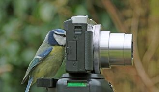 tit as a photographer